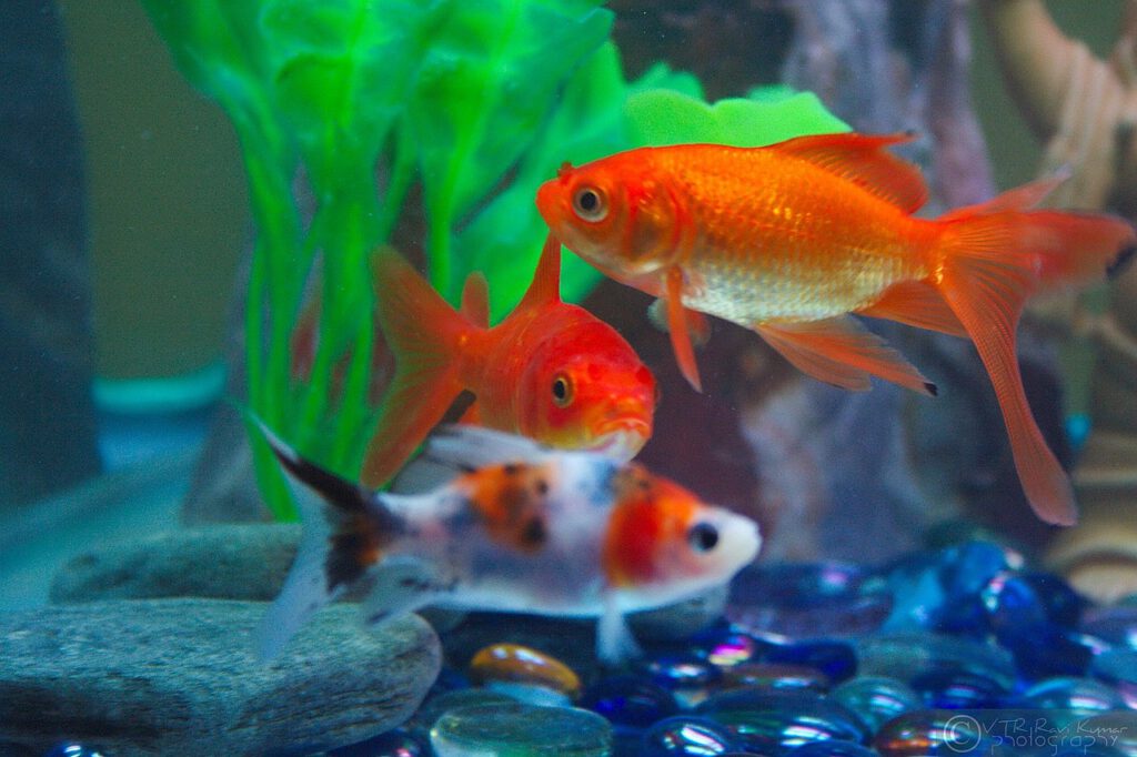 The 88% Accurate AI That Just Proved Fish Never Stop Talking - Gadget ...