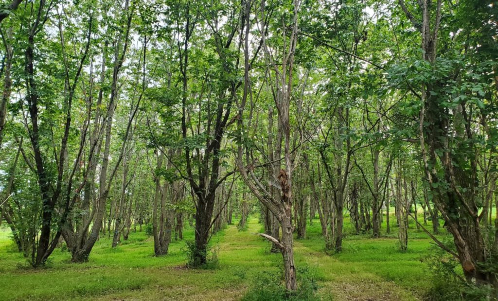 A-Rare-Chestnut-Grove-and-a-Data-Centers-Disputed-Path-1024x619.jpg
