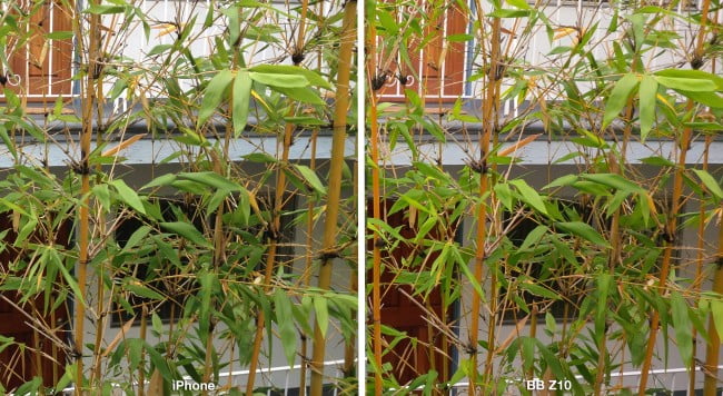 Bamboo_compared