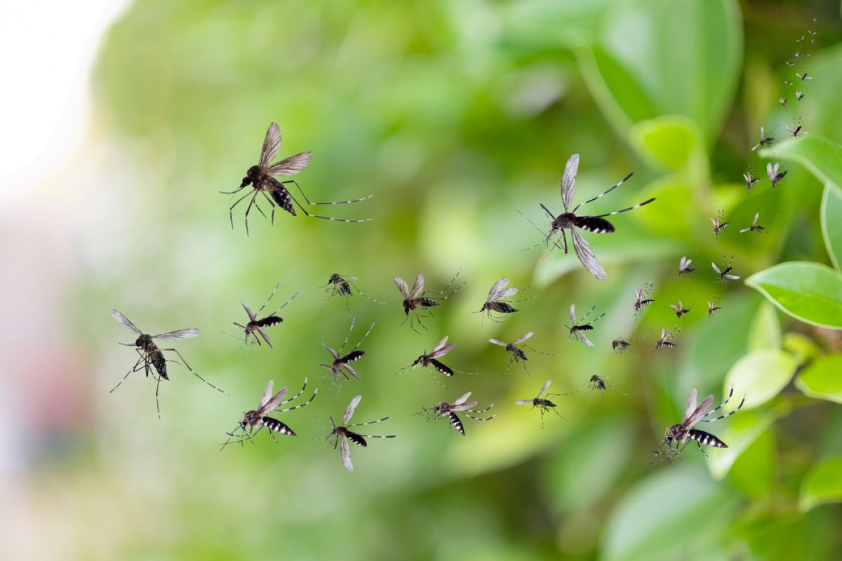 Google Wants to Release 32 Million "Infected" Mosquitoes Into The Wild