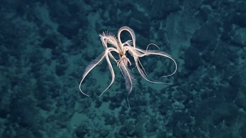 NC State Feather Star Robot Achieves 3D Movement With Two Actuators ...