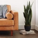 Nearly Natural 4855 Sansevieria Plant Review