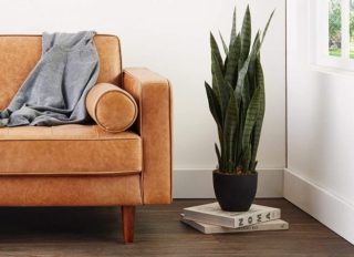Nearly Natural 4855 Sansevieria Plant Review