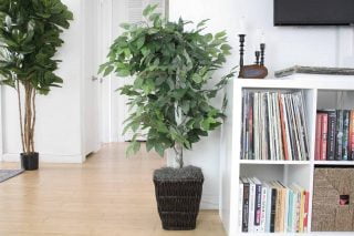 Vickerman Artificial Ficus In Decorative Rattan Baskets Review