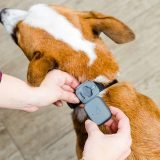 Whistle 3 GPS Pet Tracker Review