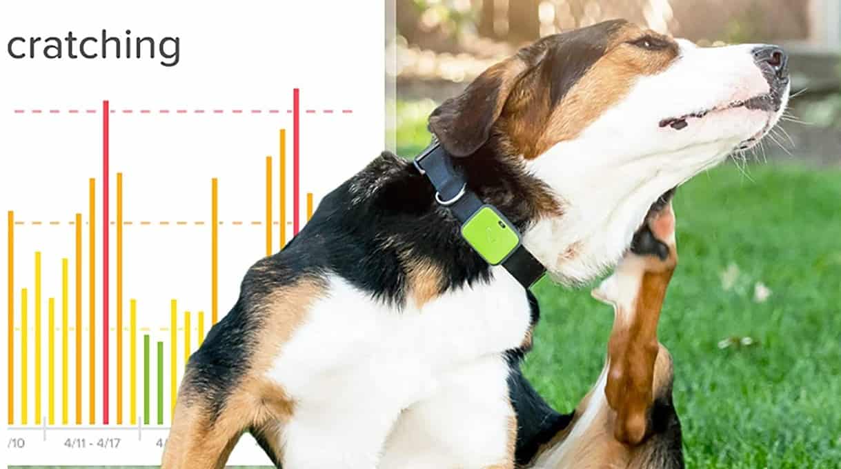 Whistle GPS Pet Tracker Review