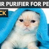 The top rated air purifier for pets.