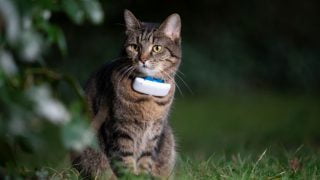 Best Cat GPS Tracker|Weenect 2 Cat GPS Tracker