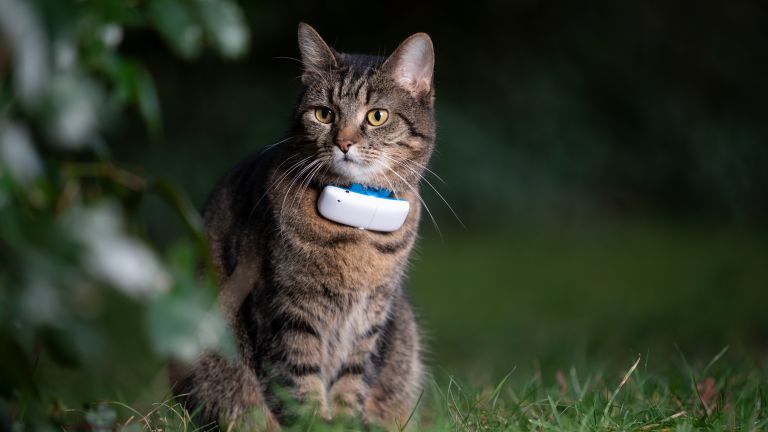 10 Best Cat GPS Trackers in 2023