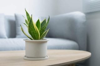 best desktop air purifier