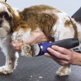 Best Grooming Clippers for Pets