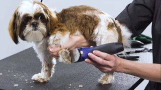 Best Grooming Clippers for Pets