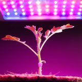 Best Grow Light For Indoor Plants