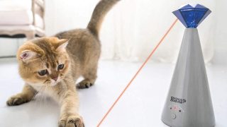 Best Laser Pointer Cat Toy