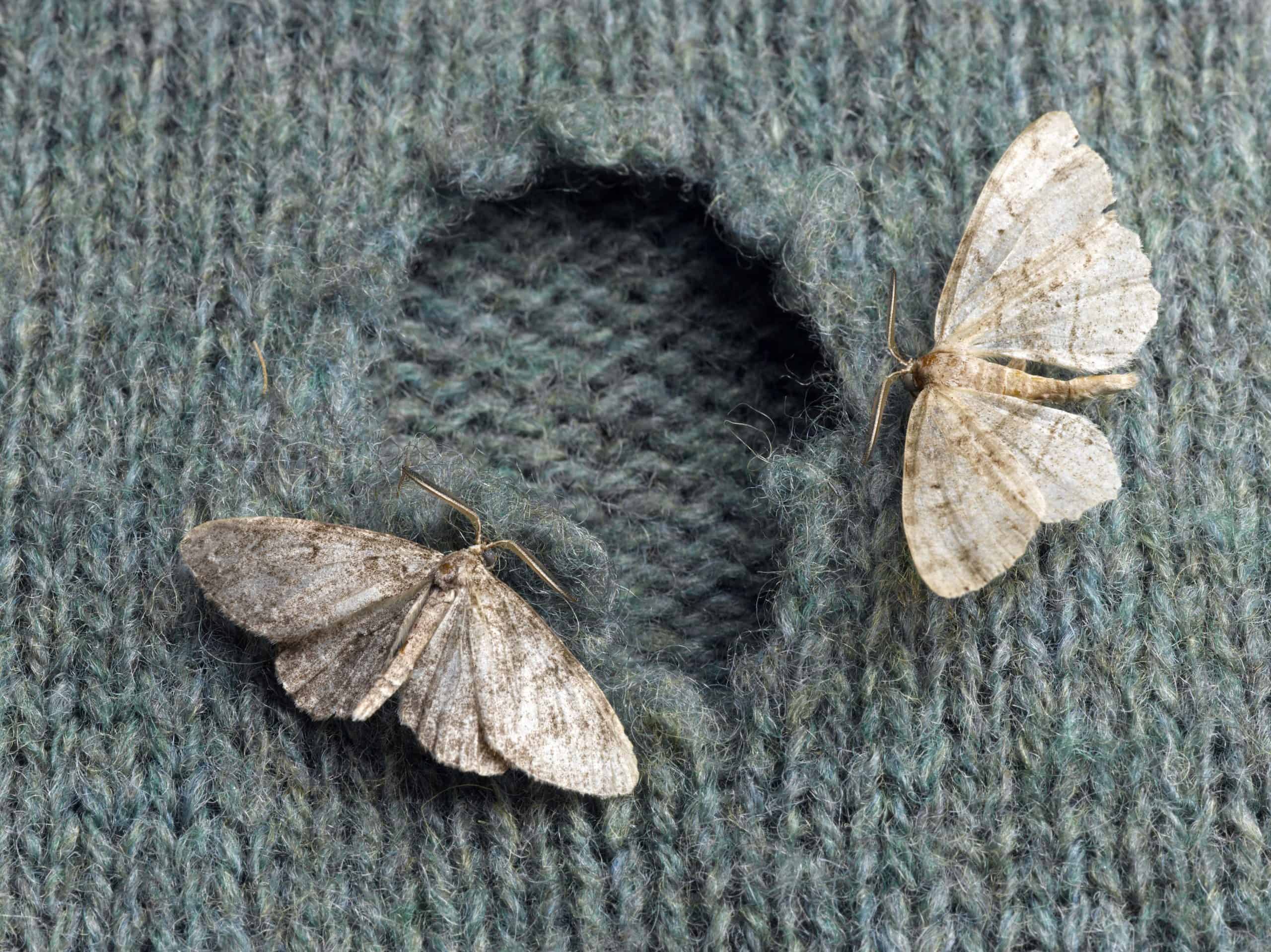 7 Best Moth Protection for Your Clothes in 2023