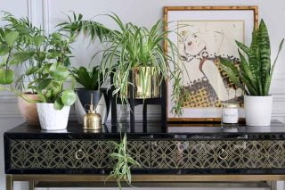 Best Plant Stand