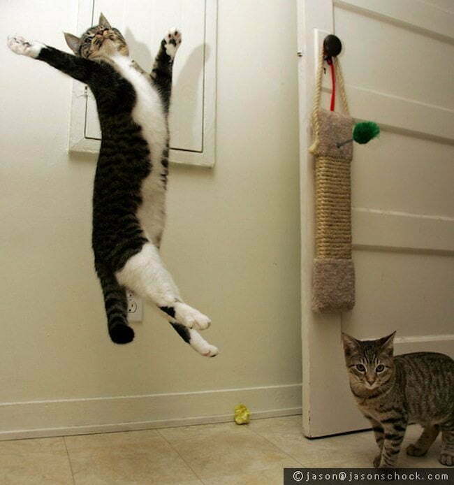 cats-jumping-1-L