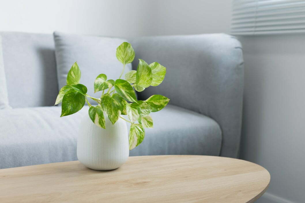 What Plants are Good Air Purifiers?